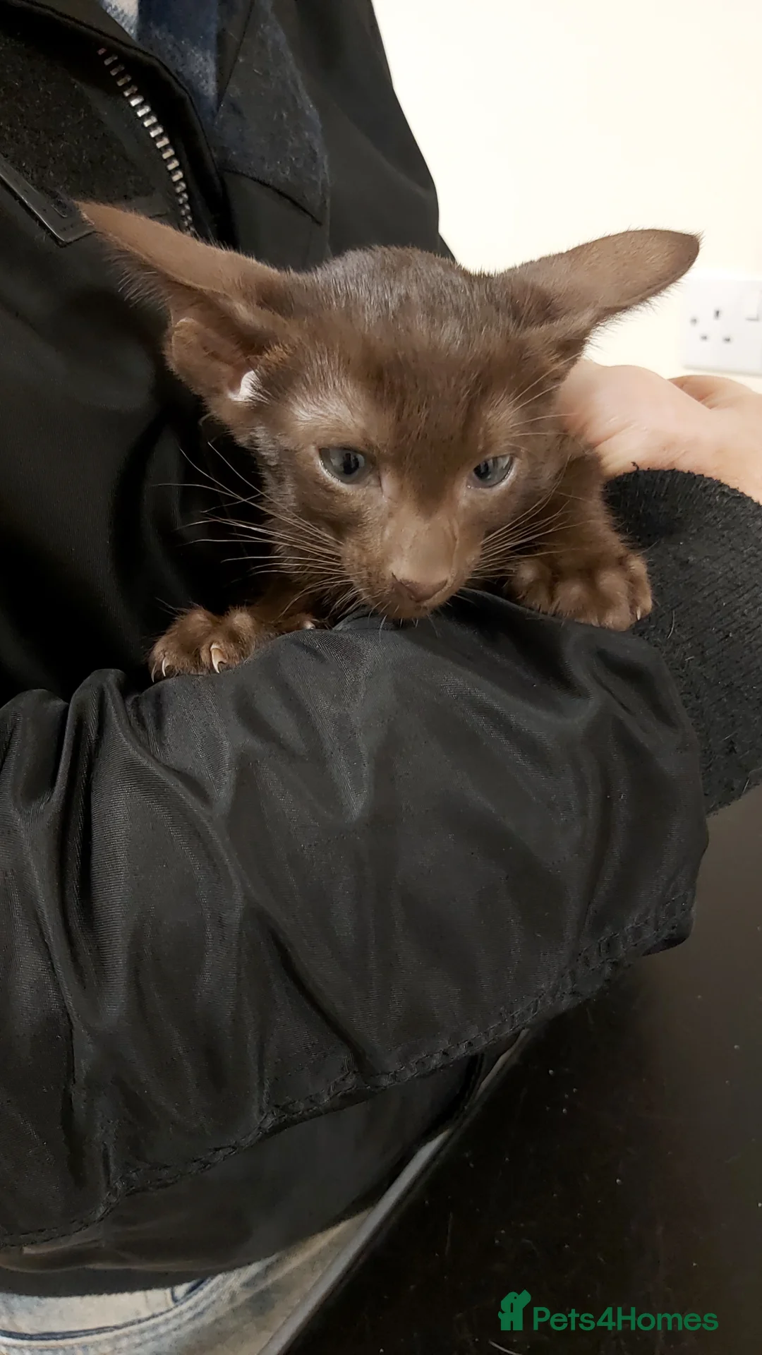 Oriental cats for sale: Full Pedigree Oriental 6 Kittens XL size ears GCCF - Advert 26