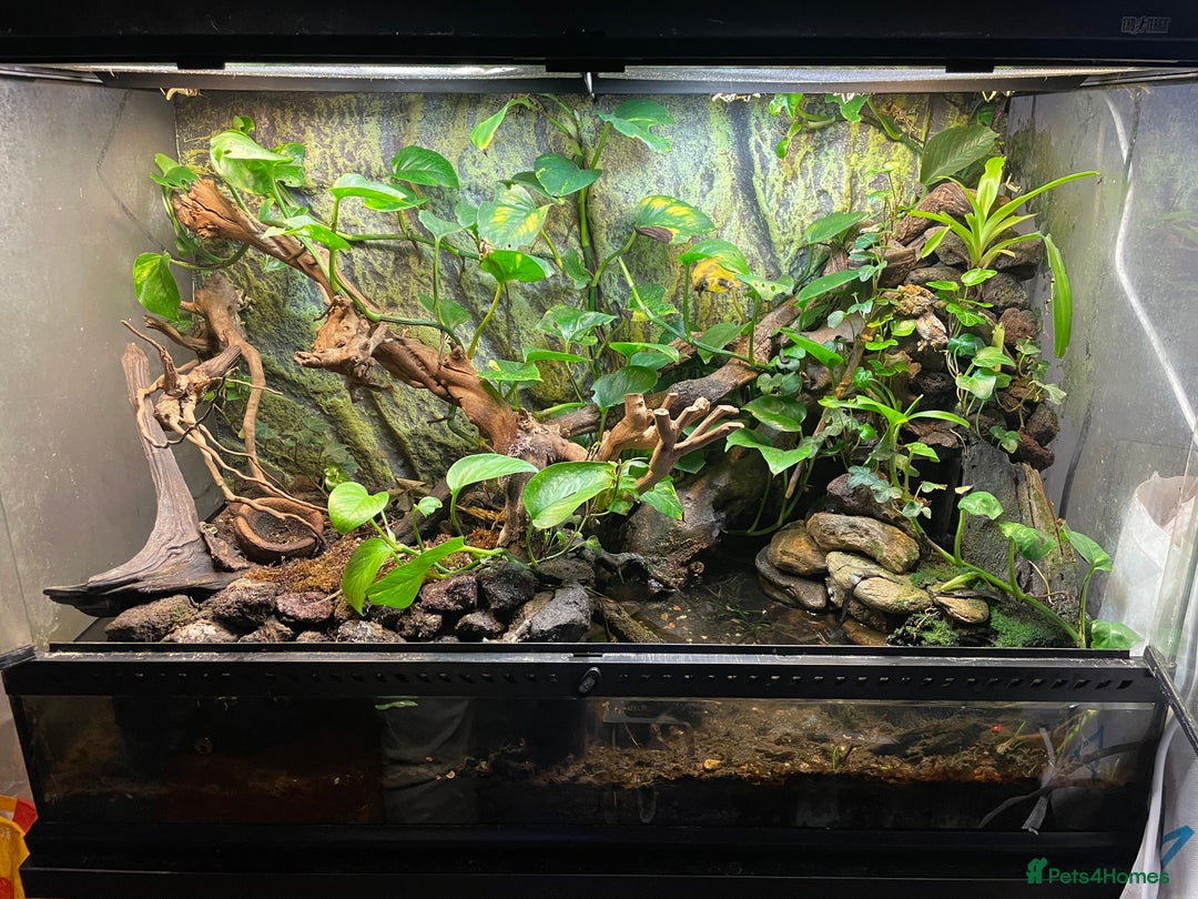 Frog reptiles for sale: Pair of Whites Tree Frogs with Enclosure and Stand - Image 6