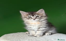 Maine Coon cats for sale: Maine Coon Kittens  - Image 2