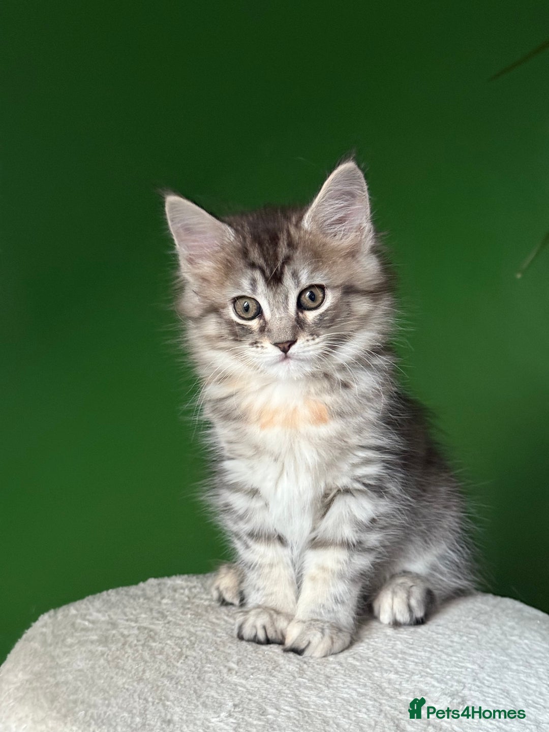 Maine Coon cats for sale: Maine Coon Kittens  - Image 2