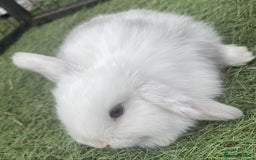 Mini Lop rabbits for sale: Mini lops for reserve  - Image 7