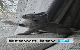 British Shorthair cats for sale: Beautiful Pedigree British short hair kittens🐈 in Buckhurst Hill - Image 16