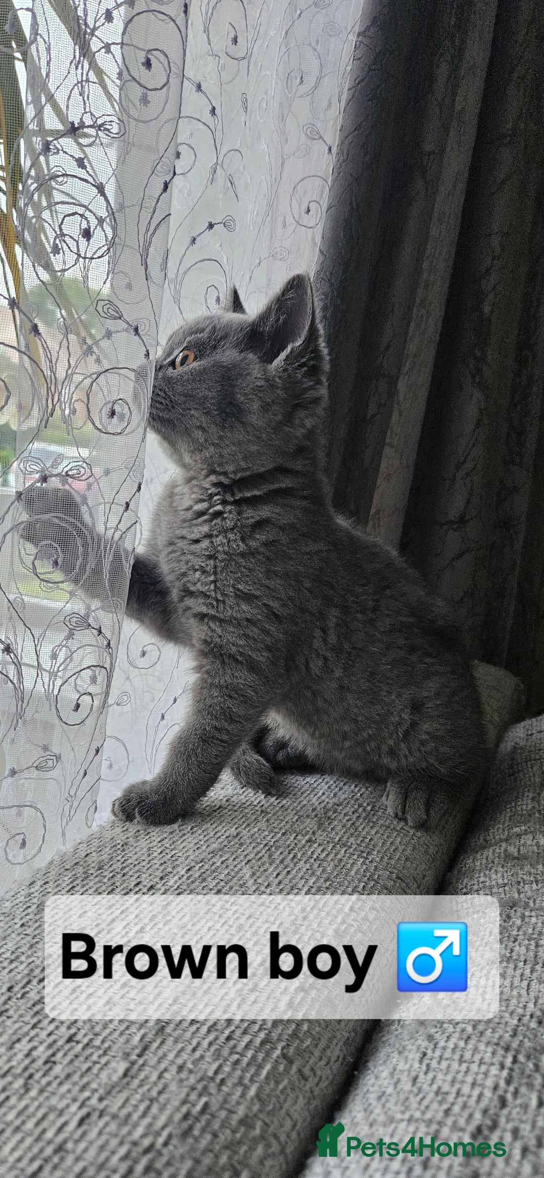 British Shorthair cats for sale: Beautiful Pedigree British short hair kittens🐈 in Buckhurst Hill - Image 16