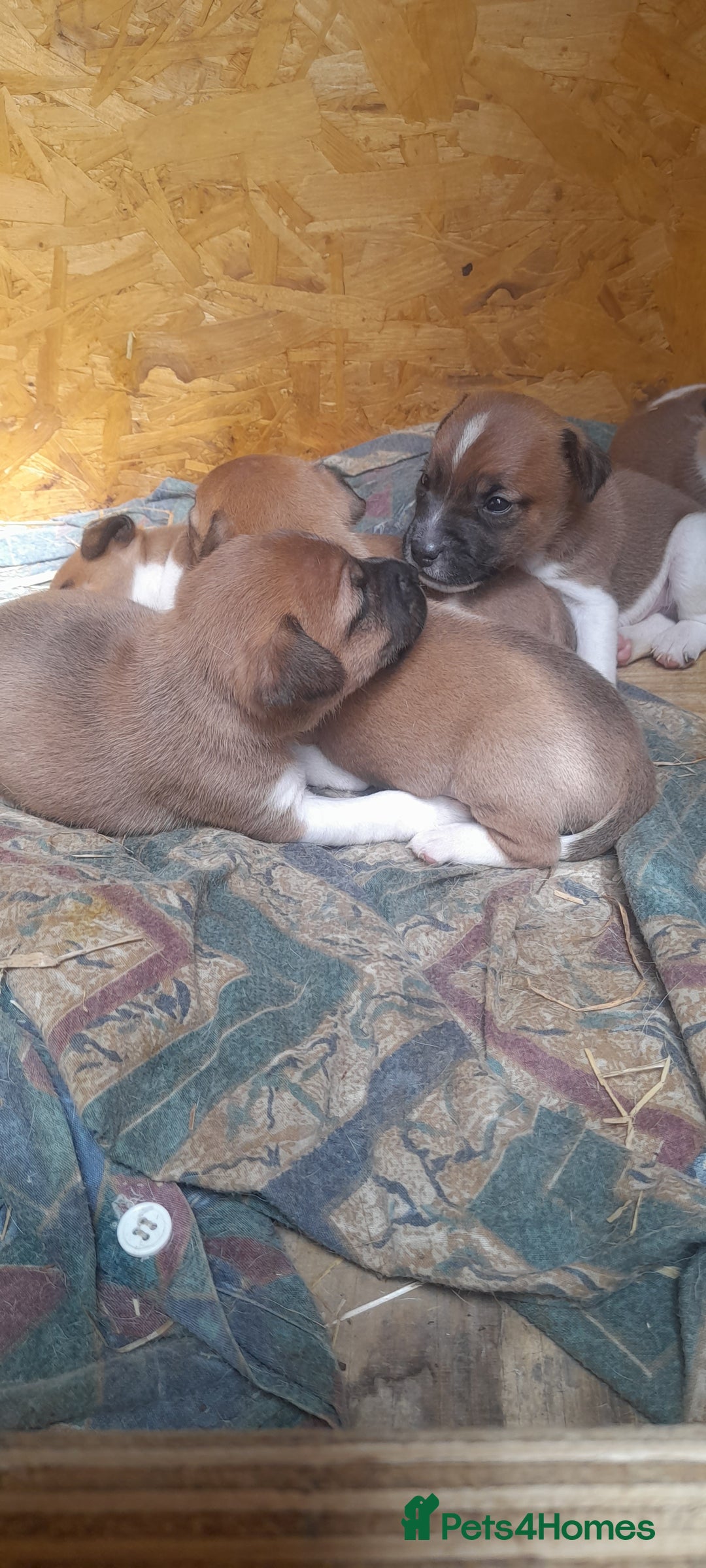 Plummer Terrier dogs for sale: Plummer terrier puppies  - Image 8