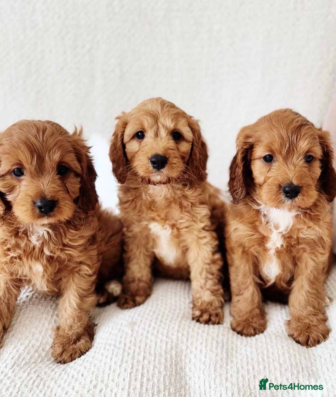 Cavapoo dogs Outstanding Cavapoos  - Advert 1