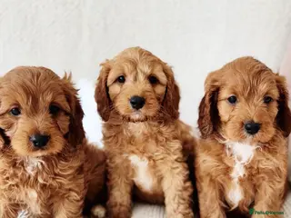 Cavapoo dogs Outstanding Cavapoos - Advert 1