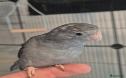 Parakeets birds for sale: Female Handreared Parrotlet  - Image 2