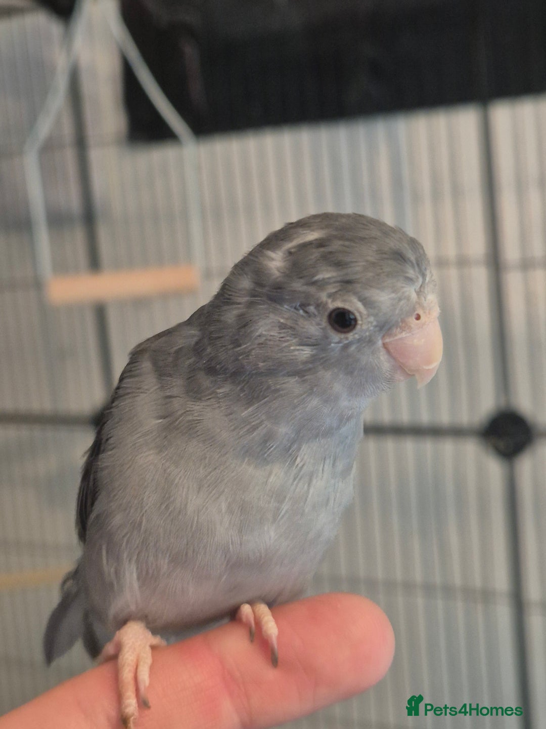 Parakeets birds for sale: Female Handreared Parrotlet  - Image 2