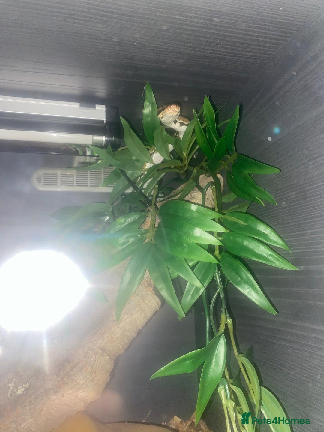 Snake reptiles for sale: Ball Python Female - Image 2
