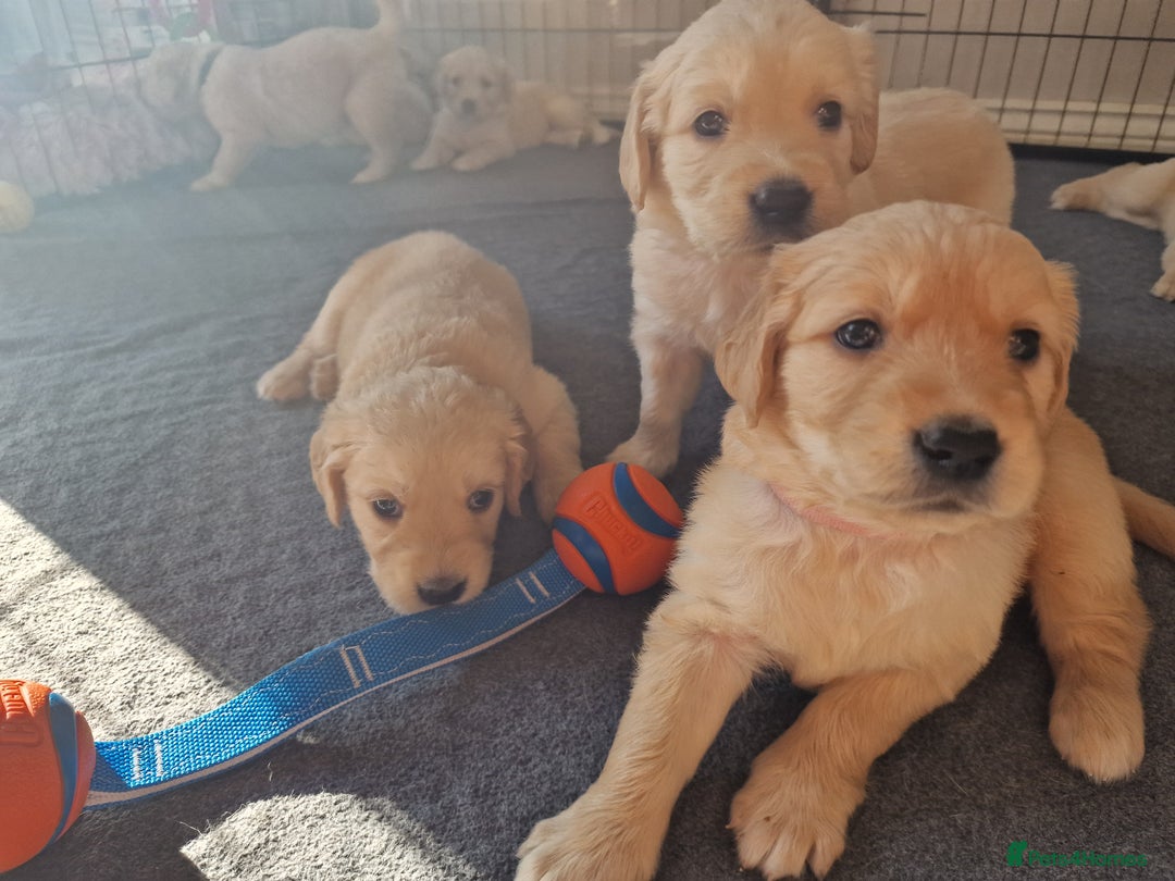 Golden Retriever dogs for sale: Golden Retriever puppies  in Lee-on-the-Solent - Image 12