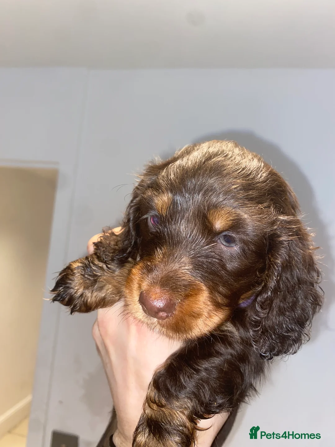 Miniature Dachshund dogs for sale: Long haired miniature dachshund puppies for sale  - Advert 16