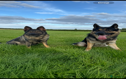 German Shepherd dogs for sale: Stunning German Shepard Litter Only 4 girls left - Image 11
