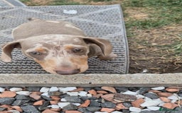 Dachshund dogs for sale: Kc isabella dapples boys - Image 13