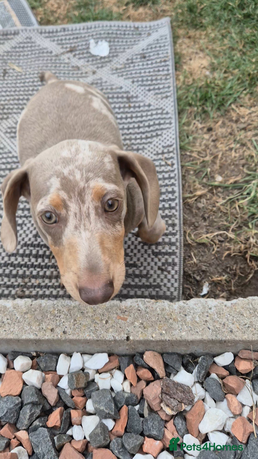 Dachshund dogs for sale: Kc isabella dapples boys - Image 13