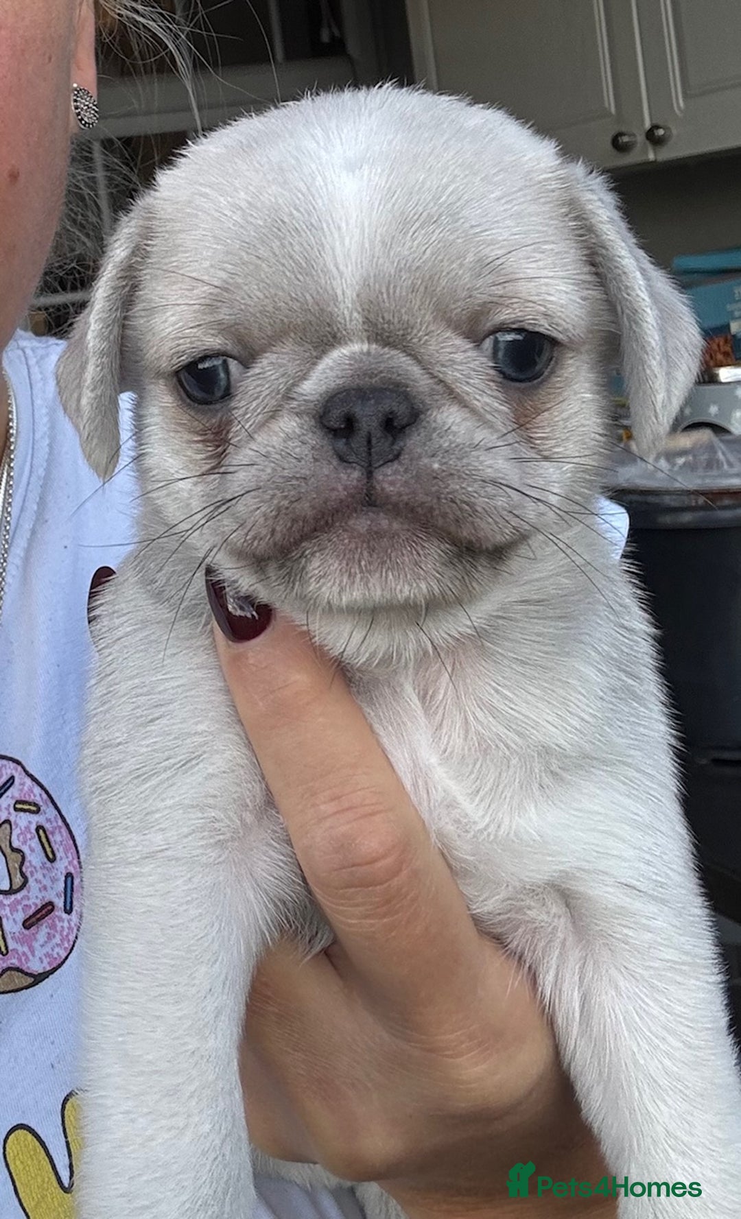 Pug dogs for sale: Beautiful exotic KC registered Pug puppies - Image 9