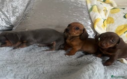Dachshund dogs for sale: Outstanding dachshund puppies - Image 9