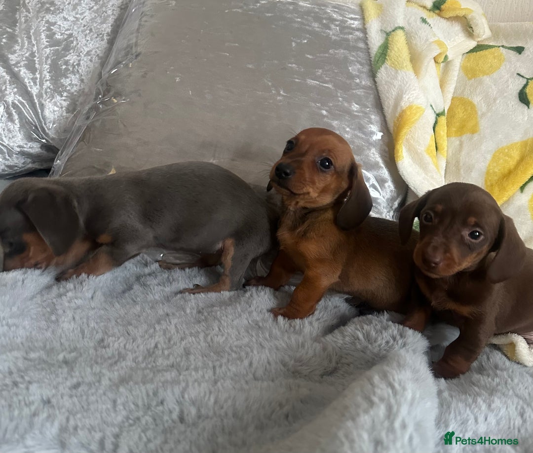 Dachshund dogs for sale: Outstanding dachshund puppies - Image 9
