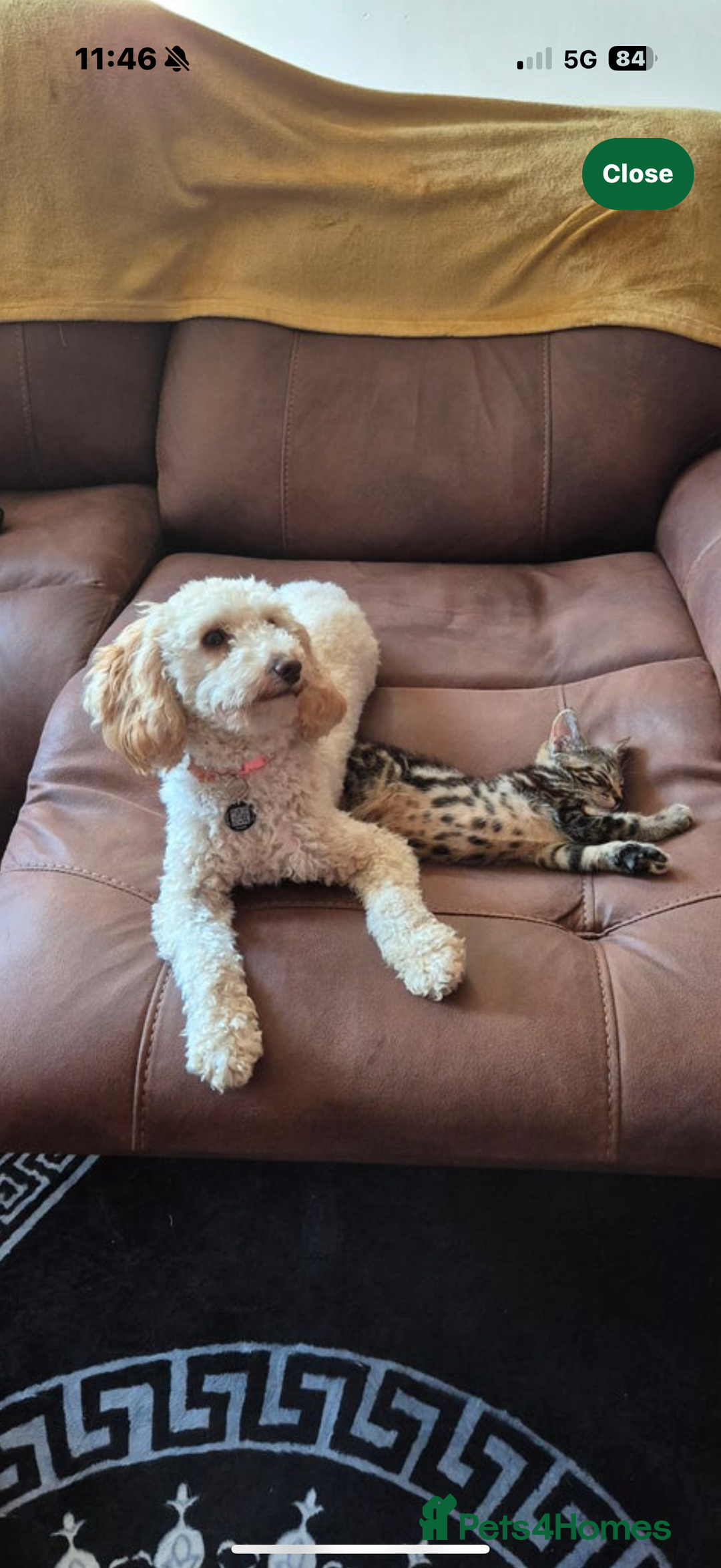 Cavapoochon dogs for sale: Female Cavapoochon - Advert 2