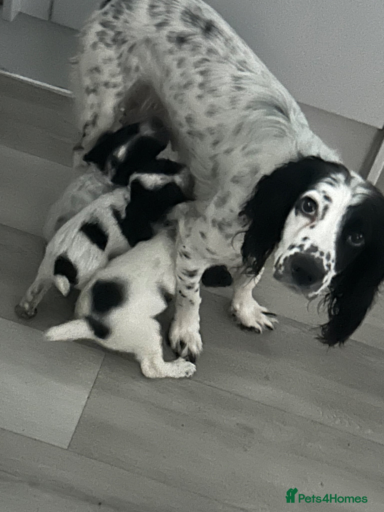Cockapoo dogs for sale: Stunning little of 6 cockapoo puppies  - Advert 1