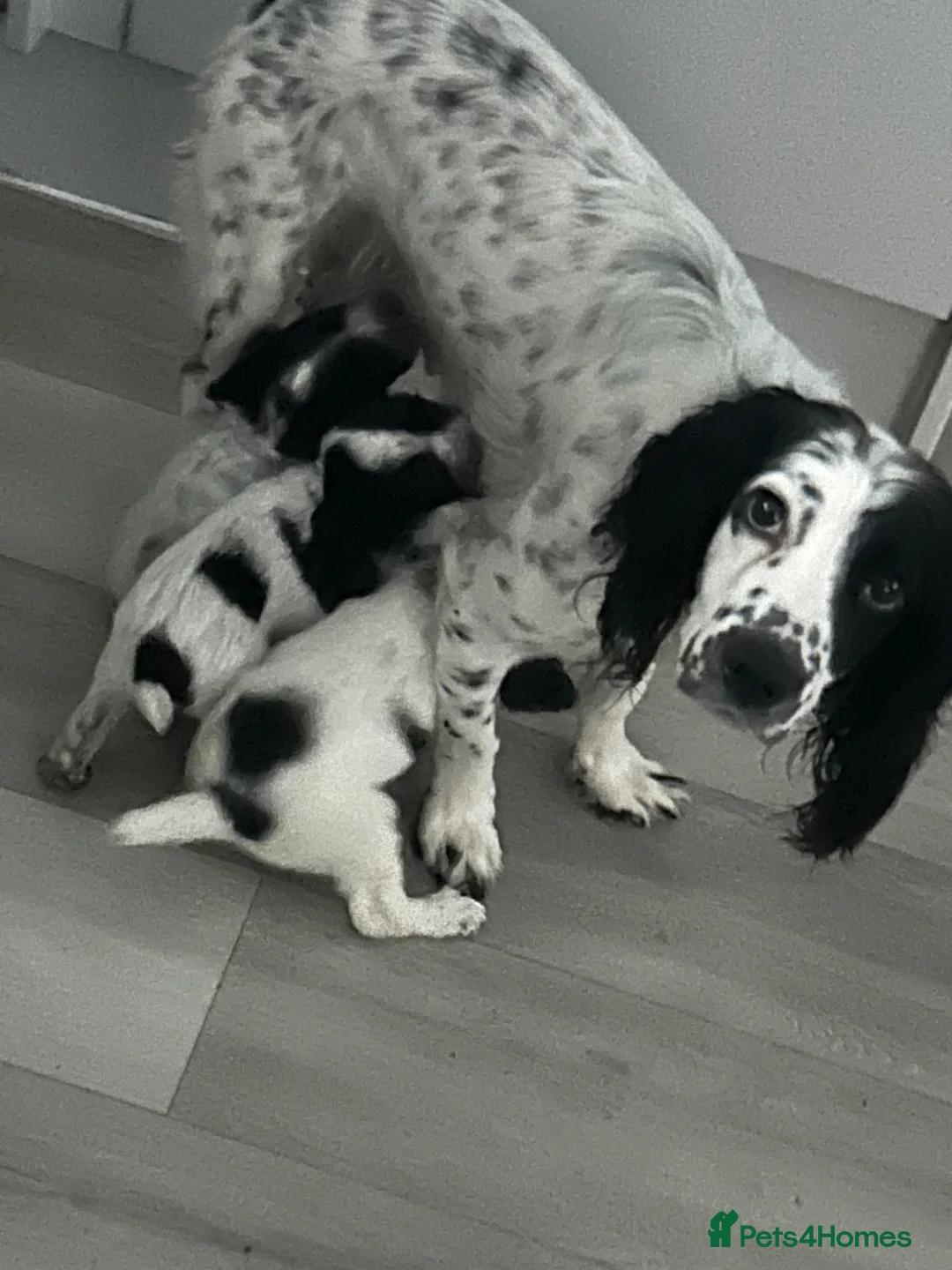 Cockapoo dogs for sale: Stunning little of 6 cockapoo puppies  - Advert 1
