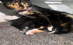 Domestic Shorthair cats for sale: 2 beautiful female kittens ready for adoption - Image 9