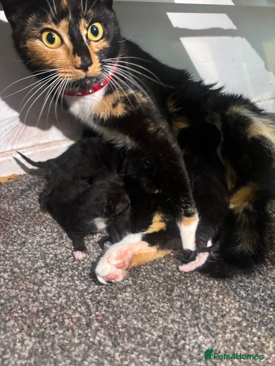 Domestic Shorthair cats for sale: 2 beautiful female kittens ready for adoption - Image 9