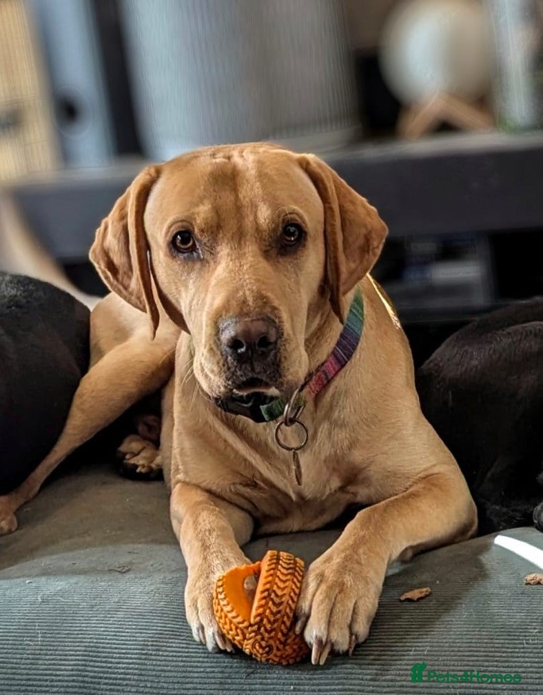 Mixed Breed dogs Loving, velcro Labrador cross boy seeks cuddles - Advert 7