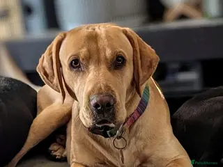 Mixed Breed dogs Loving, velcro Labrador cross boy seeks cuddles - Advert 1