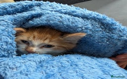Mixed Breed cats for sale: Playful boy for sale ready now - Image 8