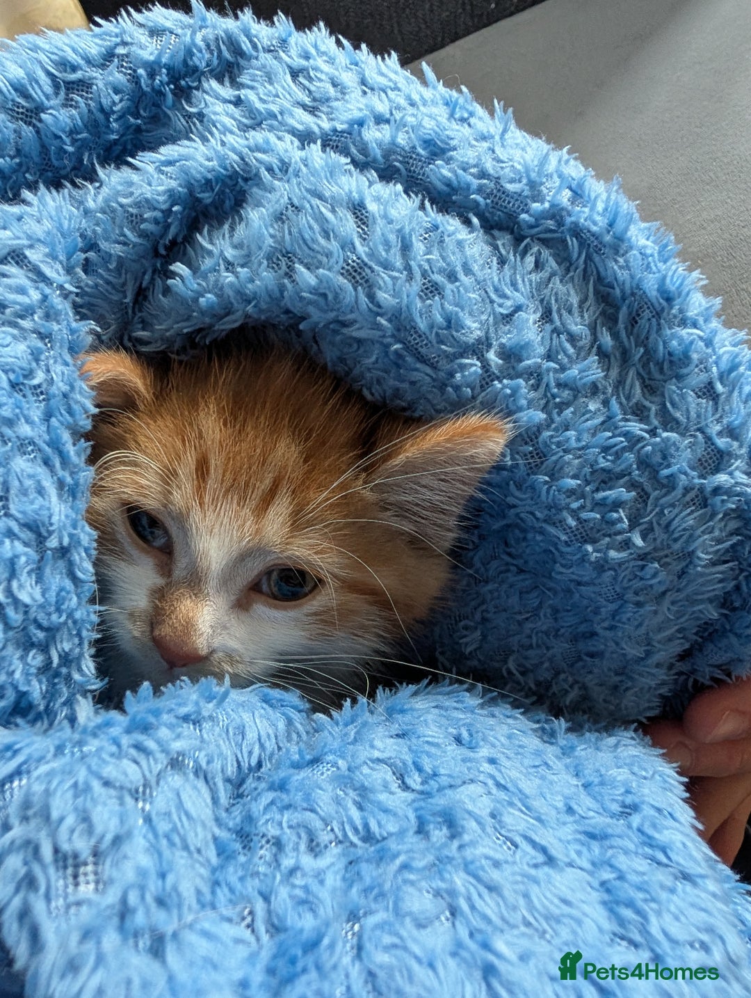 Mixed Breed cats for sale: Playful boy for sale ready now - Image 8