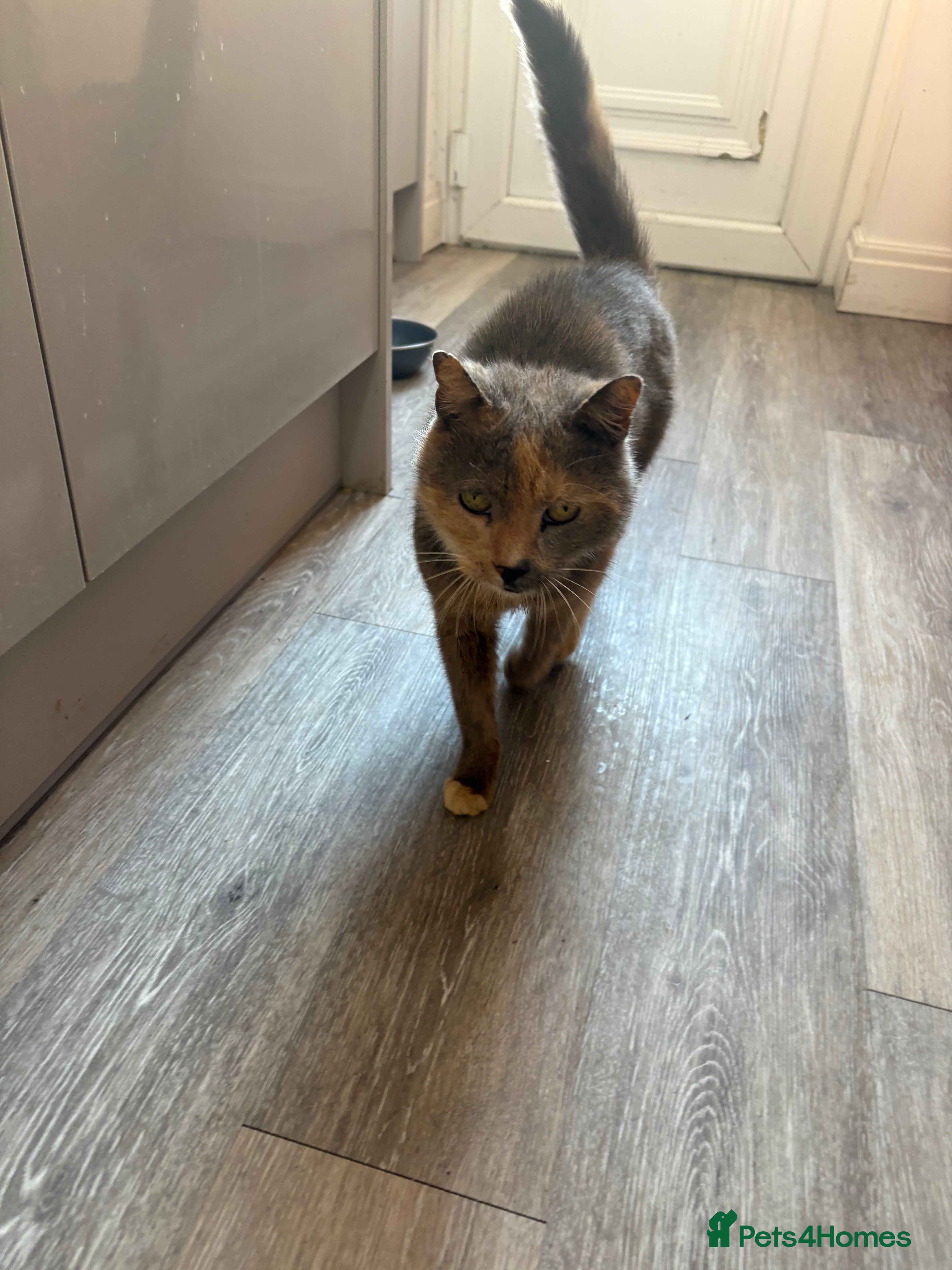 Domestic Shorthair cats Molly the CAT  **  8years old - Advert 5