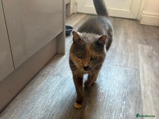 Domestic Shorthair cats Molly the CAT ** 8years old - Advert 5