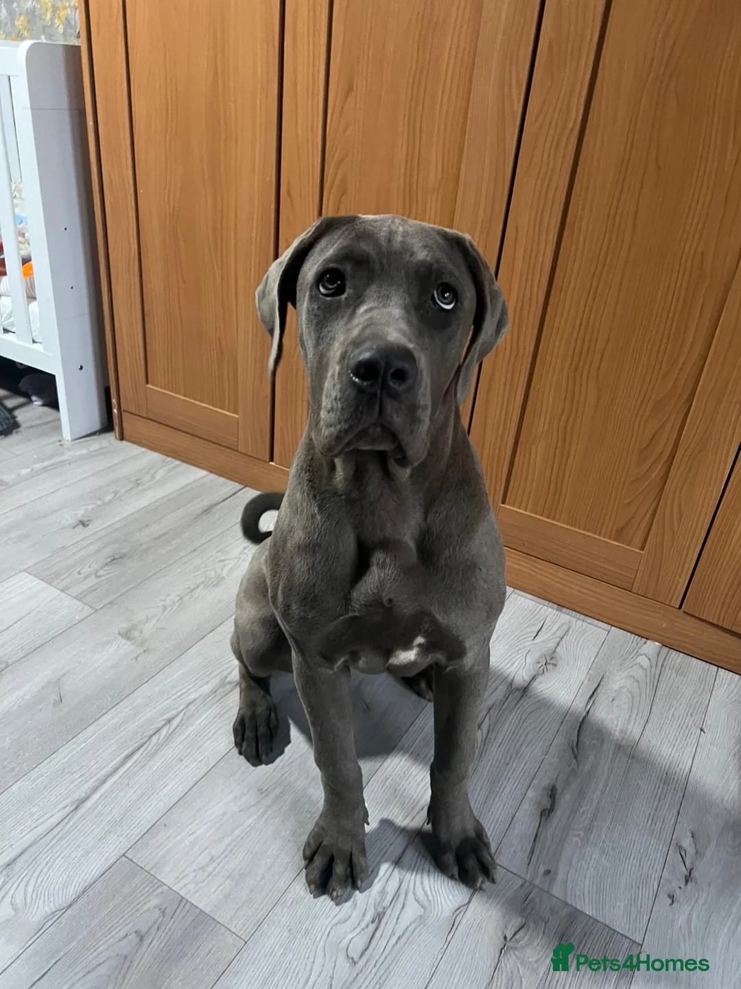 Cane Corso dogs for sale: Cane corsos  - Advert 1