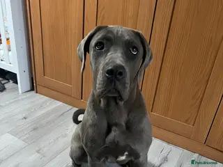 Cane Corso dogs Cane corsos - Advert 16