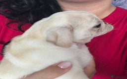 Pug dogs for sale: Beautiful Pug Puppies Male 10weeks old - Image 27