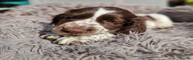 Cavalier King Charles Spaniel 5