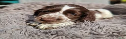 Cocker Spaniel dogs for sale: Cocker Spaniel Pups Looking for Forever Home in Edinburgh - Advert 3