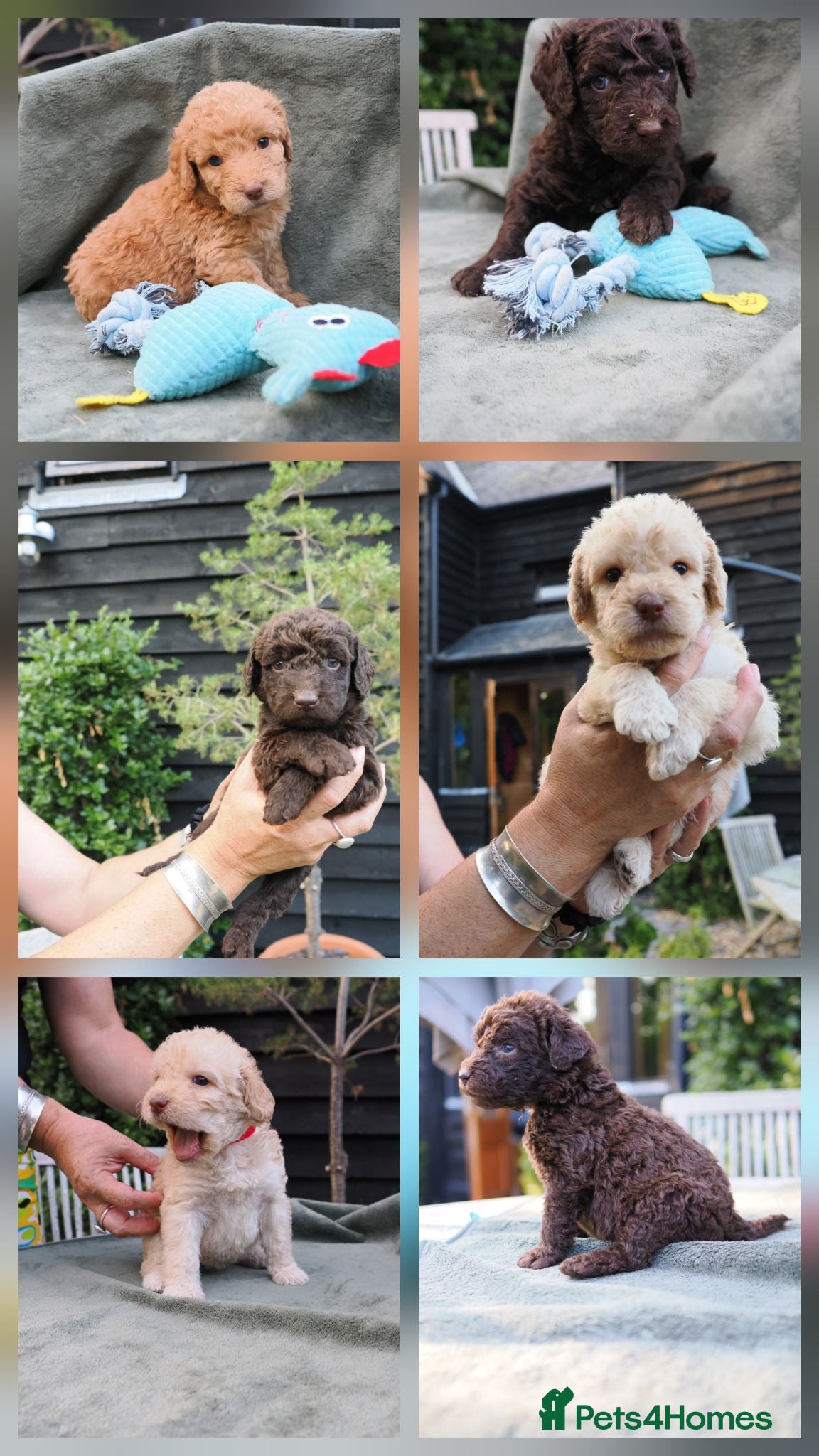 Labradoodle dogs Labradoodles Miniature/Midi Puppies Muliti Gen  - Advert 1