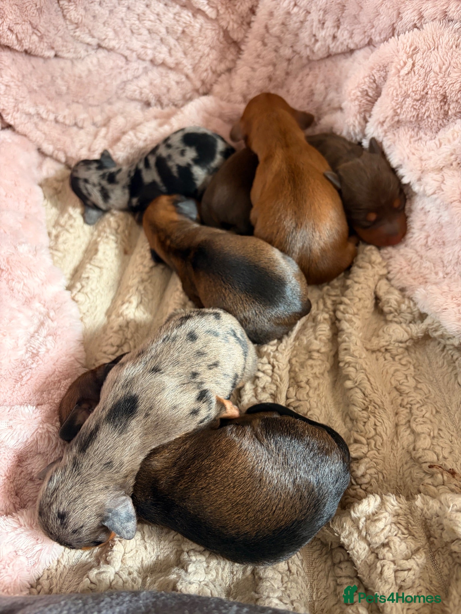 Miniature Dachshund dogs Mini dachshund puppies  - Advert 1