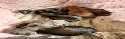 Miniature Dachshund dogs for sale: Mini dachshund puppies  in Dundee - Advert 1