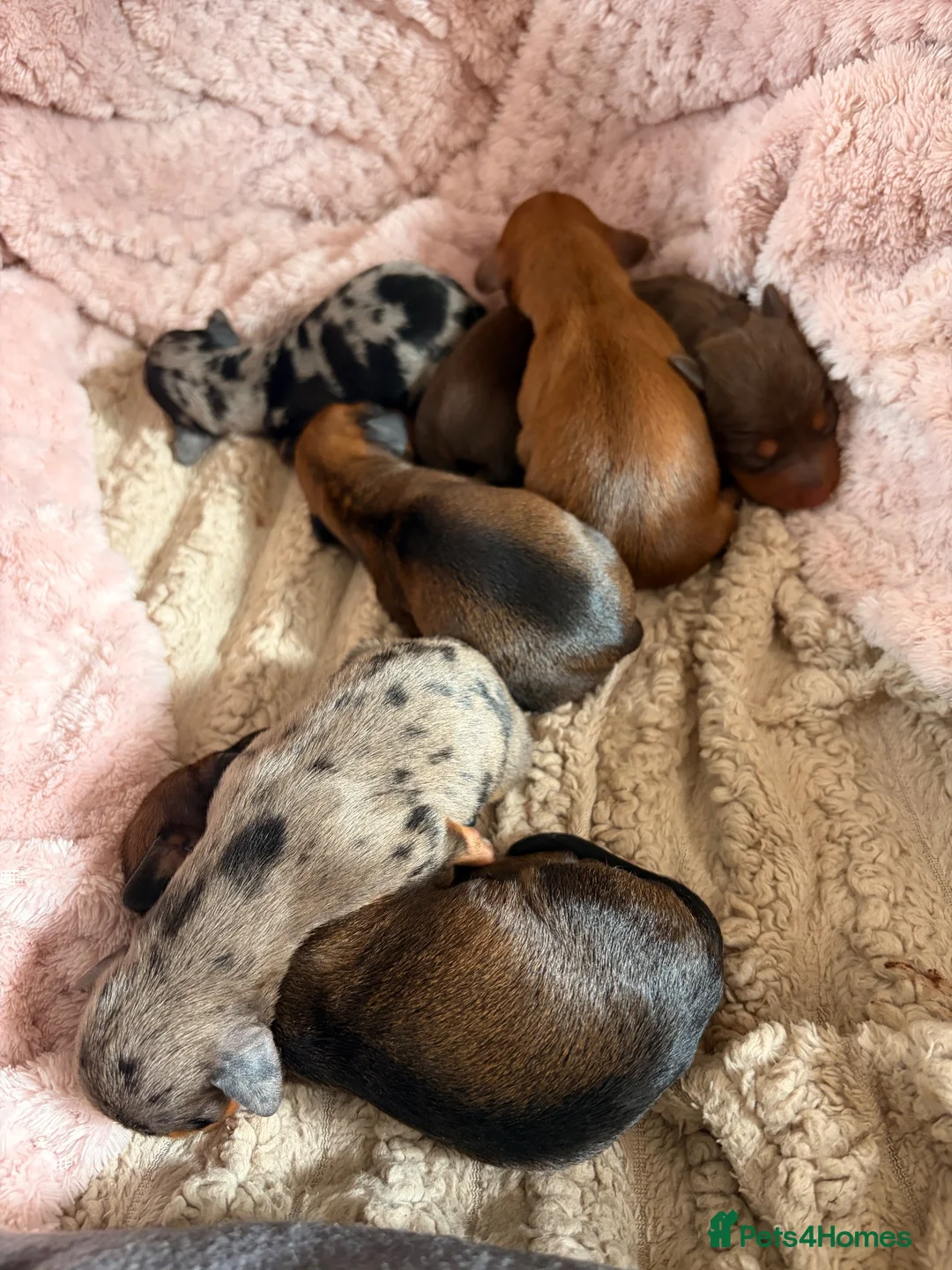 Miniature Dachshund dogs for sale: Mini dachshund puppies  in Dundee - Advert 1