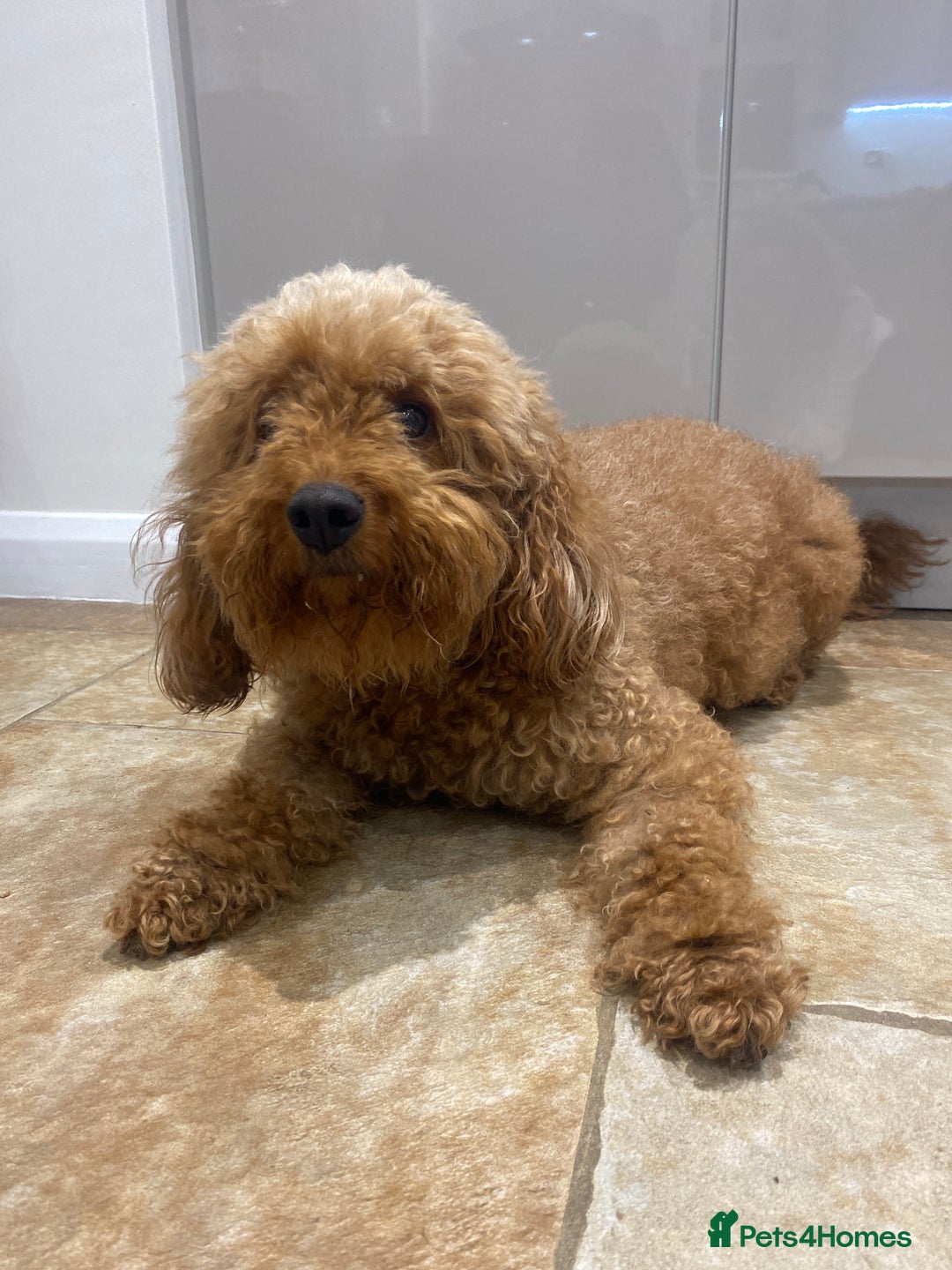 Cockapoo dogs for sale: 3 Gorgeous Apricot Cockapoo Puppies  - Advert 20