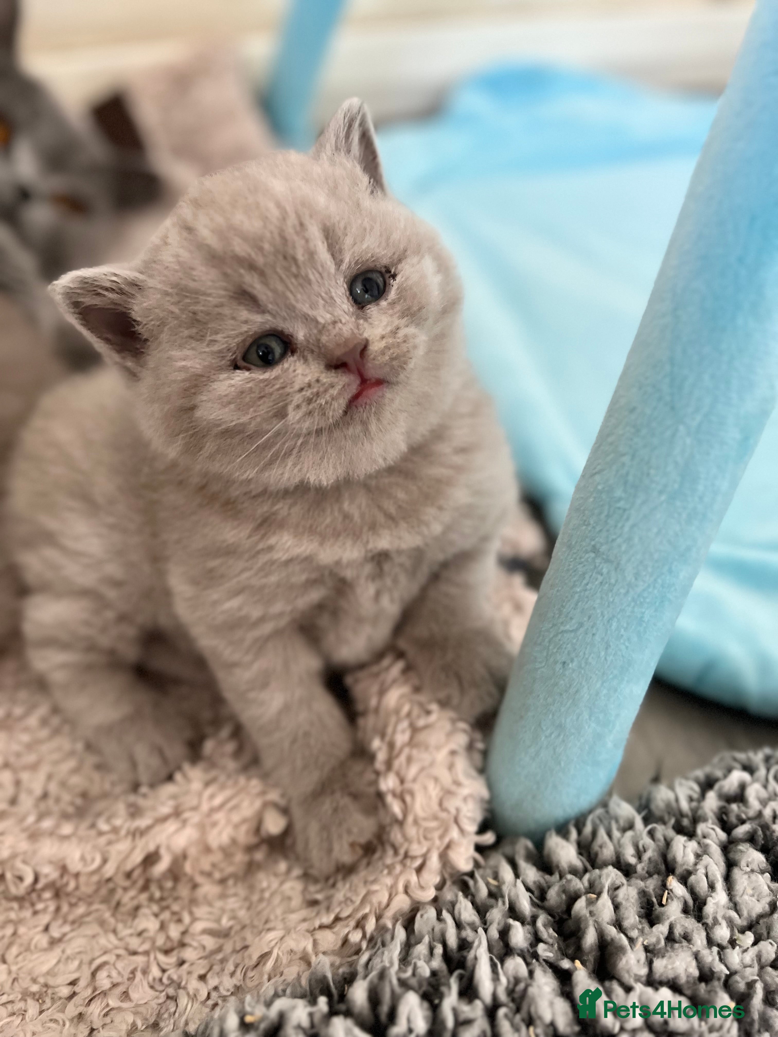 British Shorthair cats Last 2 lilac kittens! Champion lines BSH kittens  - Advert 2