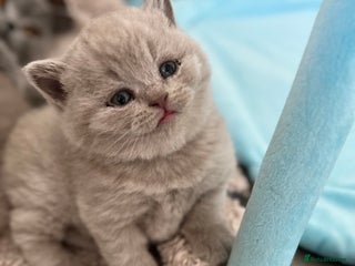 British Shorthair cats Champion lines Lilac BSH kittens - Advert 1