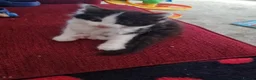 Mixed Breed cats for sale: 1x fluffy boy 1x short hair girl in Truro - Advert 7