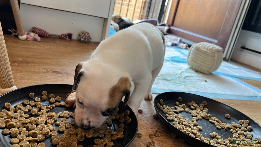 Mixed Breed dogs for sale: French bulldog cross American bulldog  - Image 3