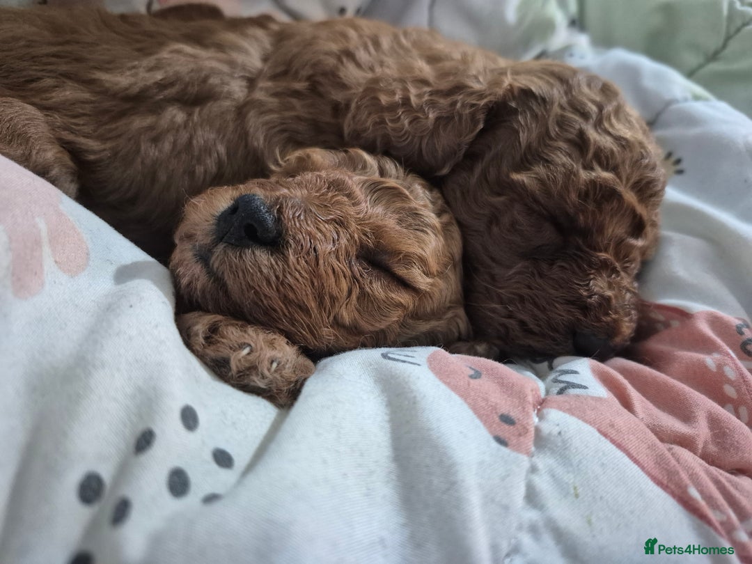 Cavapoo dogs for sale: Beautiful red cavapoo babies - Image 6