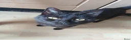 Mixed Breed cats for sale: Kittens for sale nr Truro - Advert 3
