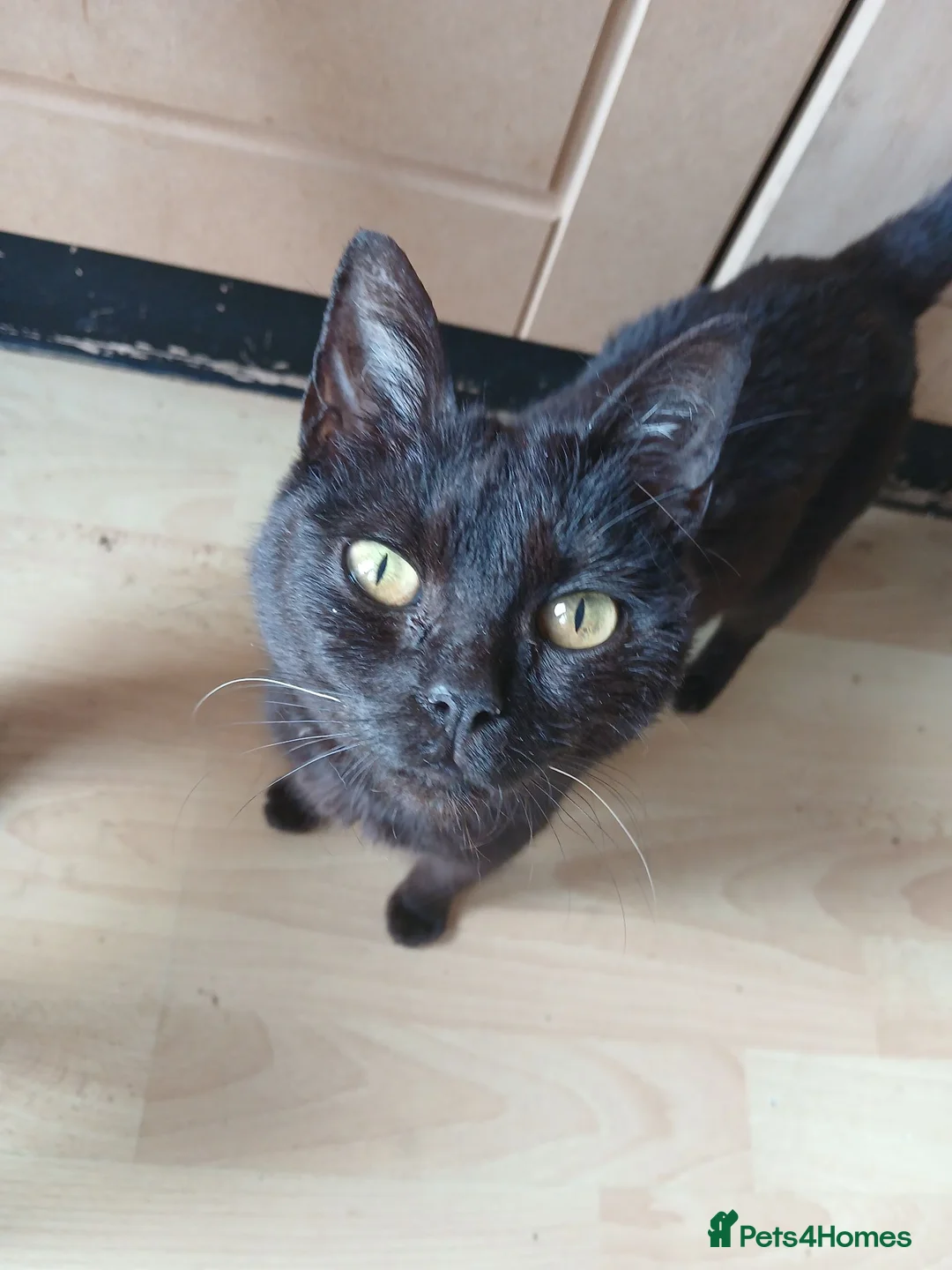 Mixed Breed cats for sale: Kittens for sale nr Truro - Advert 3
