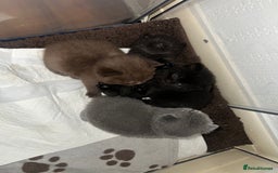 British Shorthair cats for sale: British short hair kittens - Image 16